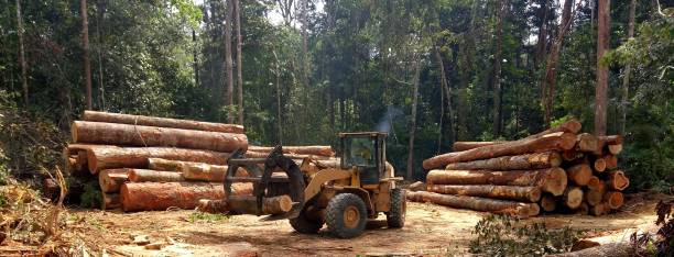 How Our Tree Care Process Works  in  Mission, OR