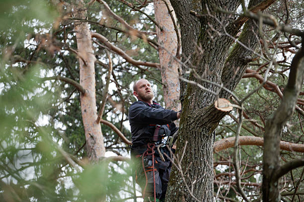 Reliable Mission, OR Tree Care Solutions